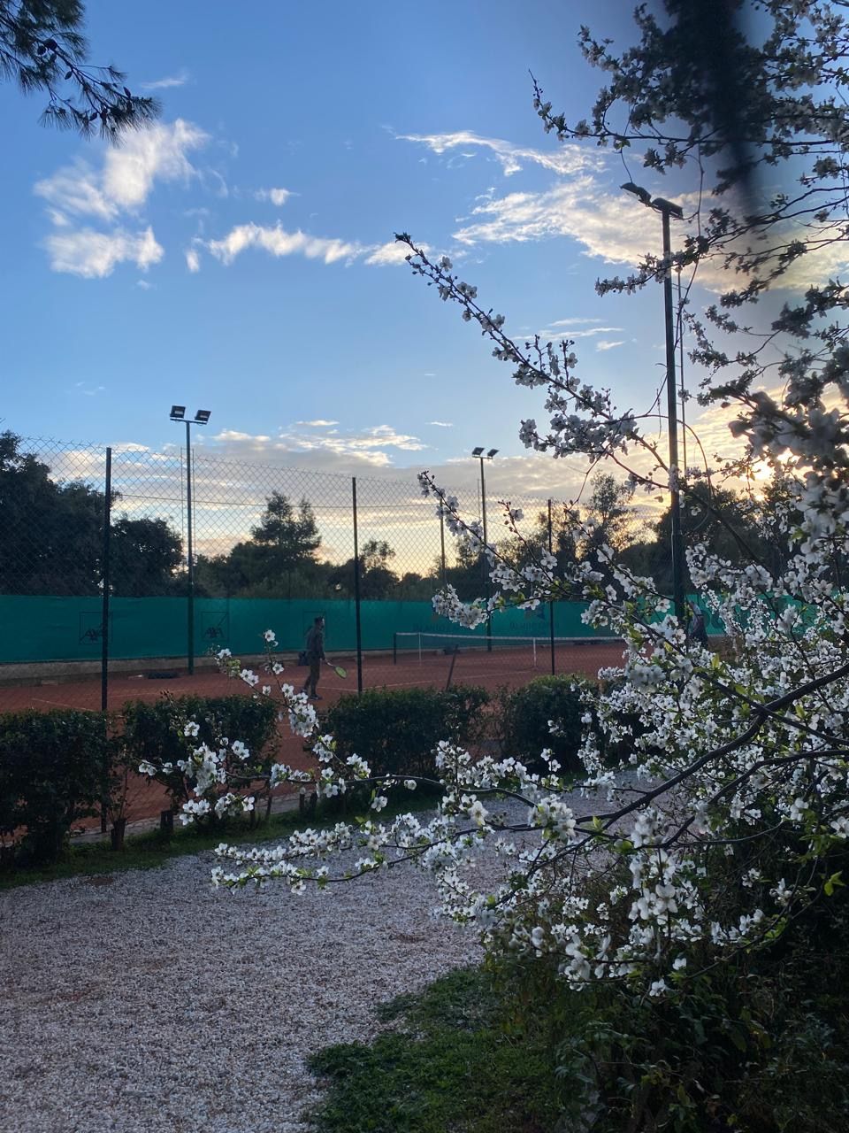 Spring blossoms framing the court at sunset