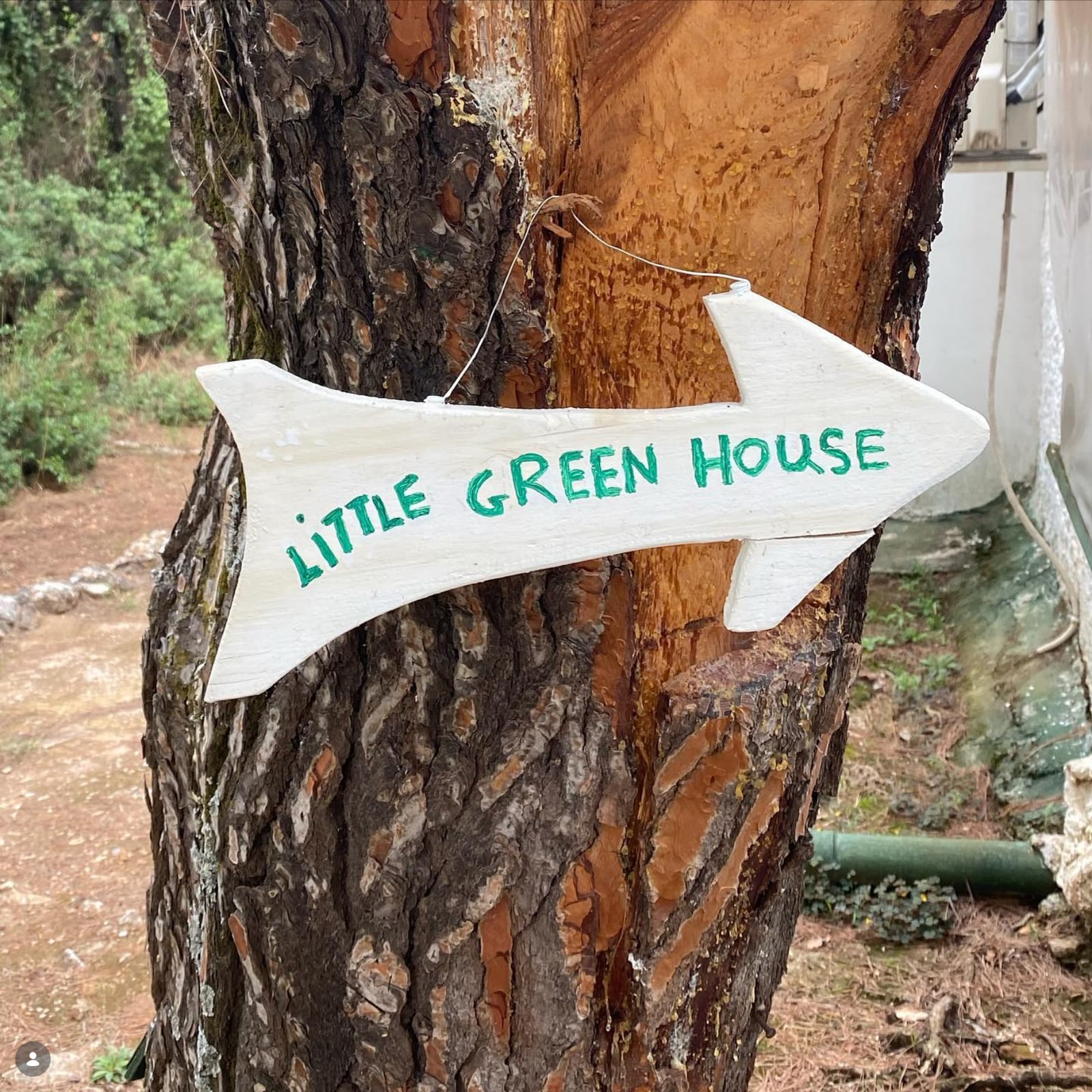 The little Green House — hand-painted sign on a pine trunk